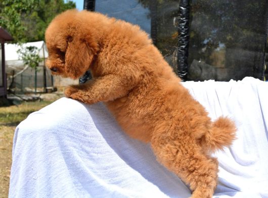 Dev Labradoodle Bebekler görsel