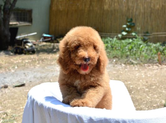 Dev Labradoodle Bebekler görsel
