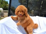 Dev Labradoodle Bebekler