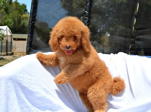 Dev Labradoodle Bebekler görsel