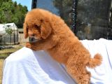 Dev Labradoodle Bebekler