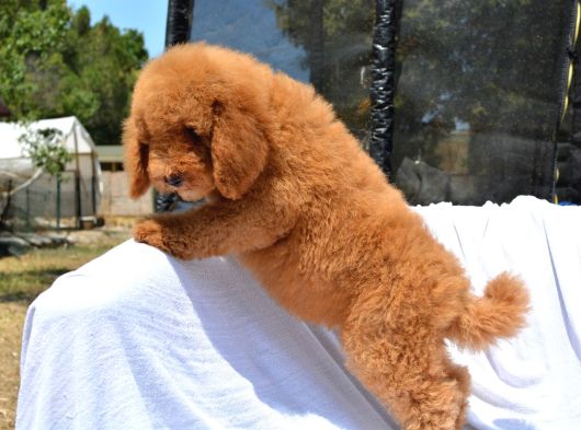 Dev Labradoodle Bebekler görsel