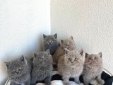 BRİTİSH BLUE VE POİNT BEBEKLER