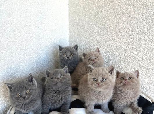 Bri̇ti̇sh Blue Ve Poi̇nt Bebekler