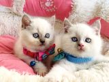 Maviş Bluepoint British Shorthair Bebeklerim
