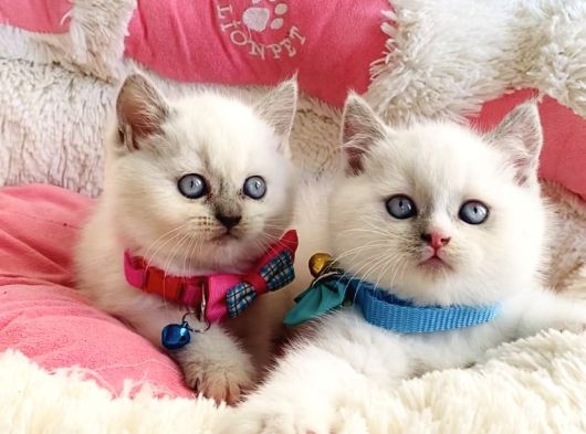 Maviş Bluepoint British Shorthair Bebeklerim görsel