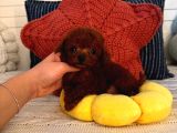 PROFESYONEL BAKIMLI POODLE YAVRULARI SAĞLIK GARANTİLİ