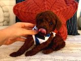 Profesyonel Bakimli Poodle Yavrulari Sağlik Garanti̇li̇