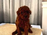 Profesyonel Bakimli Poodle Yavrulari Sağlik Garanti̇li̇