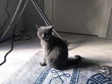 Bri̇ti̇sh Shorthai̇r 1 Bucuk Yasi̇nda Di̇si̇ Ücretsiz Sahiplen