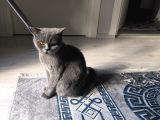 BRİTİSH SHORTHAİR 1 BUCUK YASİNDA DİSİ ücretsiz sahiplen