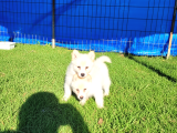 Dişi Erkek Samoyed Yavrularımız