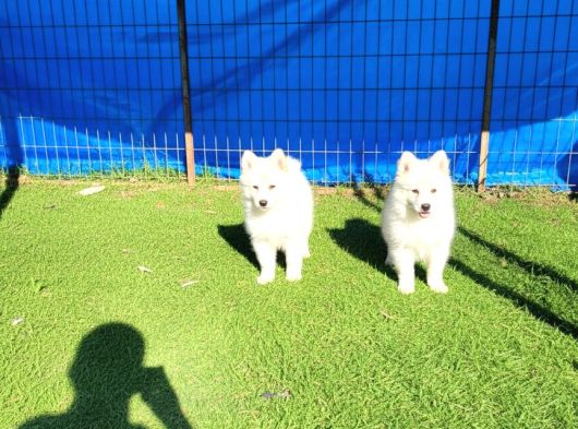 Dişi Erkek Samoyed Yavrularımız görsel