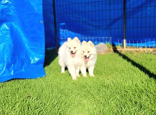 Dişi Erkek Samoyed Yavrularımız görsel