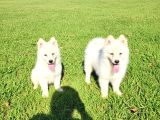 Dişi erkek samoyed yavrularımız