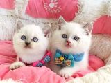Maviş Bluepoint British Shorthair Bebeklerim
