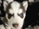 Kızıl Ve Siyah Beyaz Husky Bebekler