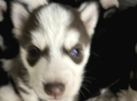 Kızıl Ve Siyah Beyaz Husky Bebekler görsel