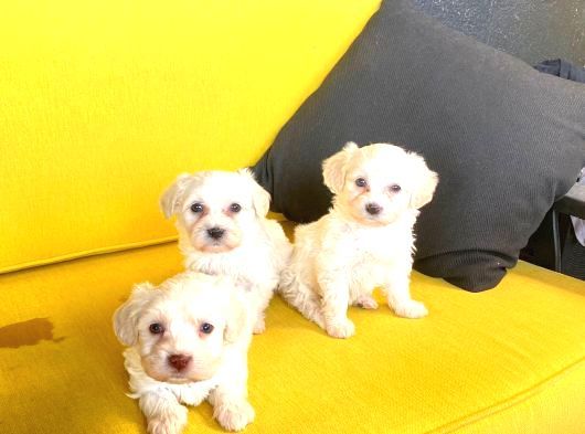 Ev Doğumu Maltipoo Bebeklerimiz