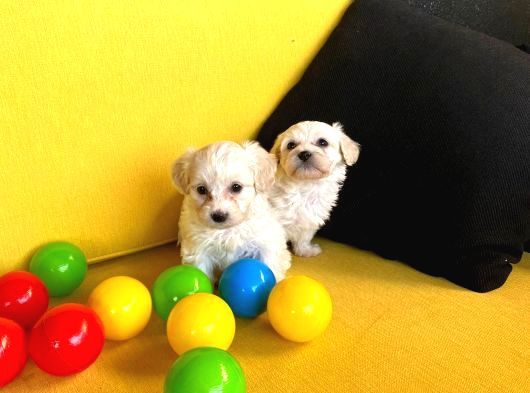 Ev Doğumu Maltipoo Bebeklerimiz görsel