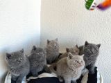 Bri̇ti̇sh Blue Ve Poi̇nt Bebekler