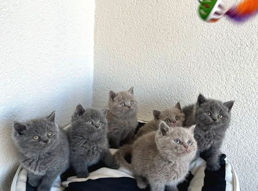 Bri̇ti̇sh Blue Ve Poi̇nt Bebekler görsel
