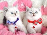 Maviş Bluepoint British Shorthair Bebeklerim