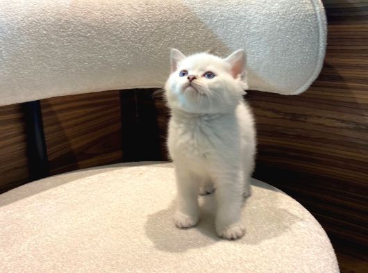 Bri̇ti̇sh Blue Ve Poi̇nt Bebekler görsel
