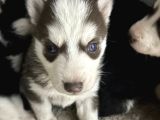 Kızıl ve siyah beyaz husky bebekler