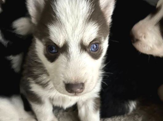 Kızıl Ve Siyah Beyaz Husky Bebekler