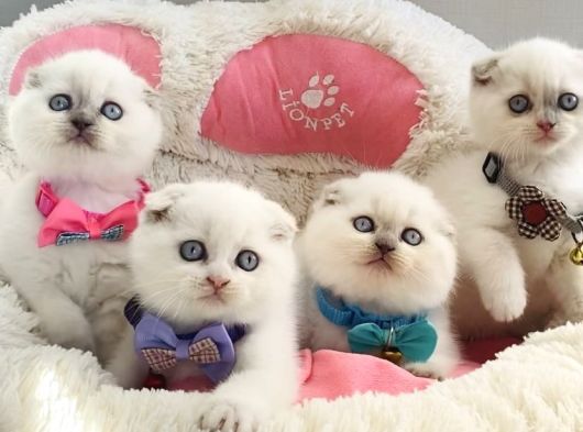 Show Kalite Maviş Bluepoınt Scotısh Fold Bebeklerim görsel