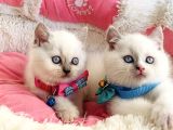 Maviş Bluepoint British Shorthair Bebeklerim