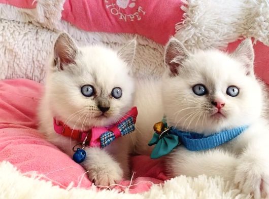 Maviş Bluepoint British Shorthair Bebeklerim görsel