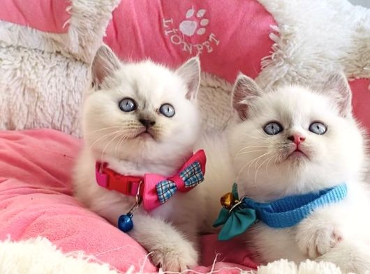 Maviş Bluepoint British Shorthair Bebeklerim görsel