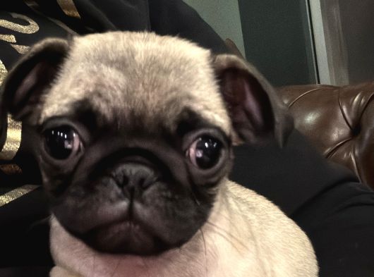 2 Aylık Aşırı Tam Pug Cinsi