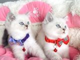 Maviş Bluepoint British Shorthair Bebeklerim
