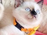 Maviş Bluepoint British Shorthair Bebeklerim