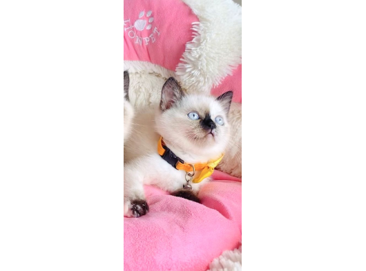 Maviş Bluepoint British Shorthair Bebeklerim görsel