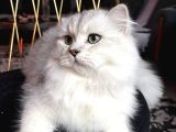 ORJİNAL IRK ERKEK BRİTİSH LONGHAİR