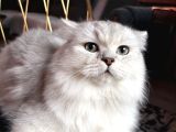 Orji̇nal Irk Erkek Bri̇ti̇sh Longhai̇r