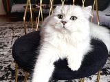 Orji̇nal Irk Erkek Bri̇ti̇sh Longhai̇r