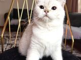 Orji̇nal Irk Di̇şi̇ Bri̇ti̇sh Shorthai̇r