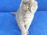 SCOTTİSH PONÇİK YENİ SAHİBİNİ ARIYOR