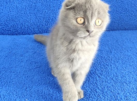 Scotti̇sh Ponçi̇k Yeni̇ Sahi̇bi̇ni̇ Ariyor
