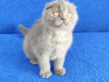 Scotti̇sh Ponçi̇k Yeni̇ Sahi̇bi̇ni̇ Ariyor
