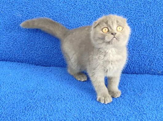 Scotti̇sh Ponçi̇k Yeni̇ Sahi̇bi̇ni̇ Ariyor görsel