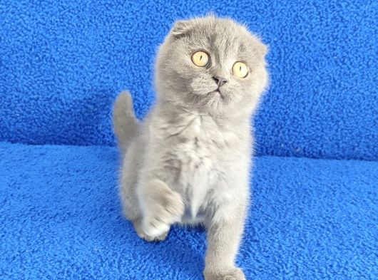 Scotti̇sh Ponçi̇k Yeni̇ Sahi̇bi̇ni̇ Ariyor görsel