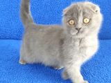 Scotti̇sh Ponçi̇k Yeni̇ Sahi̇bi̇ni̇ Ariyor