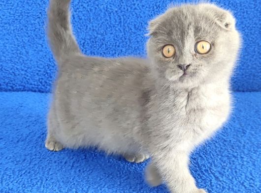 Scotti̇sh Ponçi̇k Yeni̇ Sahi̇bi̇ni̇ Ariyor görsel