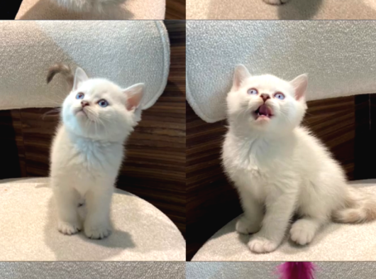 Bri̇ti̇sh Blue Ve Poi̇nt Bebekler görsel